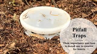 Pitfall Traps: Their Importance and How to Install One and Monitor for Insects | 2023