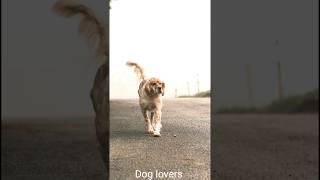 Dog aggressive sound effect  #10kviral#shorts