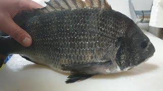 How to fillet a fish black seabream Ratio of sashimi flesh to body weight_감성돔회뜨기 순살양은 얼마일까?_クロダイ