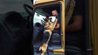 Hero Dog Saves Baby From Sandy Hole! #dogs #pet #shorts