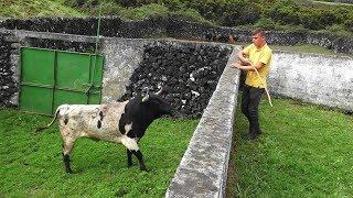 Ganadaria JG Separando Touros - Separating Bulls In JG Cattle Ranch