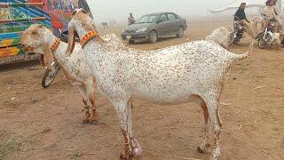 madrasa bakra Mandi latest update makhi cheeni bakriyan Ajmal TV Hasilpur 03086171529