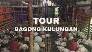 Update sa 1000 Broiler Chicks | EM Farming