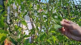 Grow tree spinach