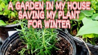 GARDEN IN THE HOUSE  | SAVING FOR PLANTS FOR WINTER  #KENTUCKY