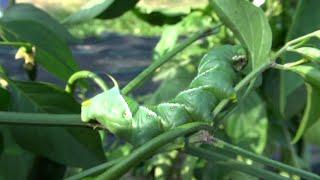 How to Rid Your Tomato Plants of Hornworms