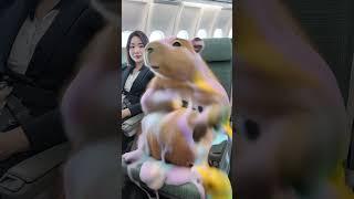 capybara and flight attendant taking a plane 卡皮巴拉和空姐坐飞机#funny #カピバラさん #cute #capybara
