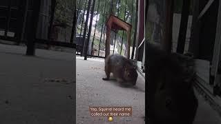 Squirrel recognize their name...