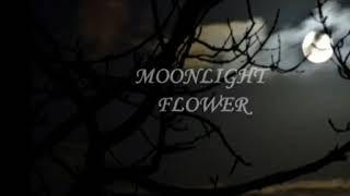 Moonlight Flower 김복수panflute