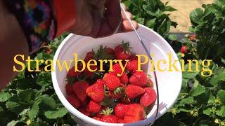 Strawberry Picking at Washington Farms 2021