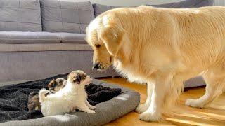 What does a Golden Retriever do when He Finds Puppies in His Bed