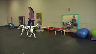 Winning Dog Shows with Eric Salas Episode 1 of 5 Entering the ring