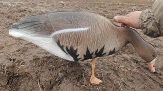 Уход за чучелами гусей.Чтоб не было таких складок и вмятин