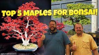 Top 5 Japanese Maples Commonly Used For Bonsai!