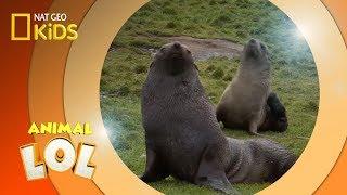 Fur Seals | Animal LOL