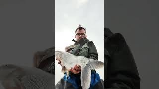 Monster Aspius ! Crazy Big River Asp 