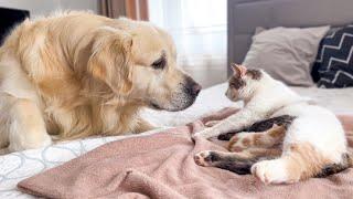 Golden Retriever Meets Mom Cat with Newborn Kittens for the First Time