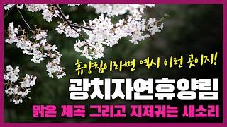 맑은 계곡과 새소리가 있는 광치자연휴양림 소개해드립니다 / 휴양림이라면 이런곳으로 가야지!