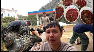 "Tết" Thịt & Tiết Canh Nhím | Hoa Ban Tây Bắc Farm