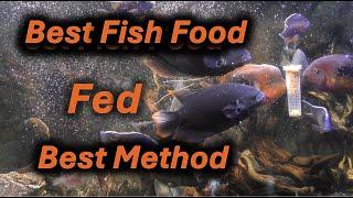 Best Fish fFood, Fed the Best Way- Dont miss this Video!  Part 1.