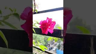 A small glimpse of my plants 🪴 check out my youtube channel for the full video 🪴#plant #stay #garden