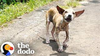 Tiny Street Puppy Could Not Stop Wagging His Tail | The Dodo