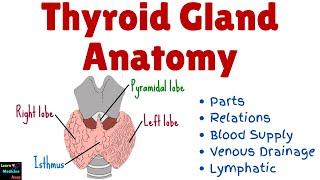 Thyroid Gland Anatomy – Parts, Relations, Blood Supply, Venous Drainage, Lymphatic , Physiology