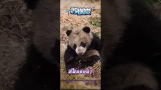 #熊猫宝宝#苏琳崽苏煤炭，没有人可以抗拒一只喜欢挖煤的熊猫崽崽，他才刚学会挖煤的技巧