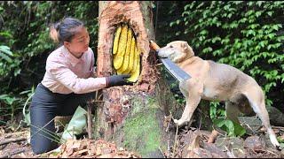Smart dogs accompany their owners to make a living by catching wild honey.