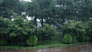 Rain in the Urban Forest: Refreshing Sounds of Nature ASMR