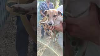 Филя вернулся в семью #сонечка #собака #jackrussel #джекрасселтерьер #dog #shorts