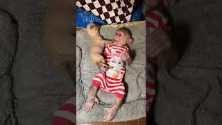 Monkey Maverick cute baby subscribe chanal and lastest videos #monkeyvideo#babyanimal#play#cutebaby