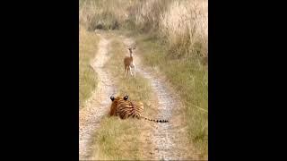 Tiger Attack Fawn(Deer Cubs). please subscribe my YouTube #cats  #animal #tiger #viral #ranthambor