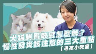 犬貓腸胃敏感怎麼辦？慢性發炎該注意的三大重點｜木入森Moreson