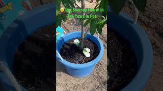  Soursop Tree Flower for the First Time in a Pot