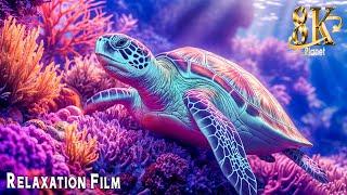 8K Ultra HD Aquarium: Mesmerizing Sea Life & Relaxing Melodies to Calm Your Mind and Soul