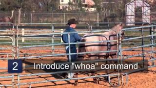 How to Round Pen Train a Horse