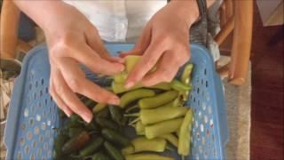 How to String and Dry Garden Peppers #farmlife #4wellsfarm #hotpepper