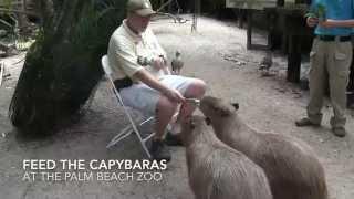 Meet and feed capybaras at the Palm Beach Zoo