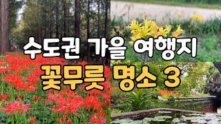 4K)수도권 가을여행지인 꽃무릇 명소입니다/성북동 길상사/상암동 하늘공원 메타세콰이어길/분당중앙공원/꽃무릇과 상사화의 차이