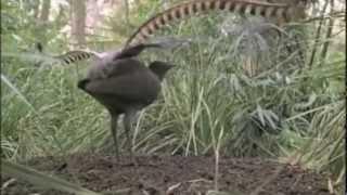 Sea Rhapsody - What Did That Lyrebird Say?