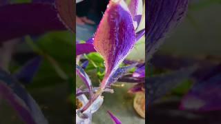 Purple Heart Growing|plant care indoors|#ytshorts #shortsfeed #shorts #purple #howtogrow...