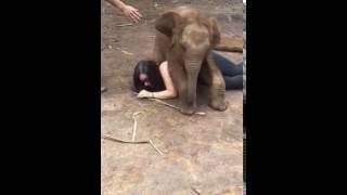 Baby elephant sat on me! Patara Elephant Farm. Thailand.