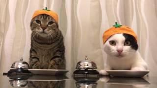 Cats wearing Satsuma Mandarin hats ring bells