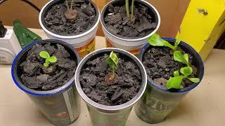 DIY Simple Hydroponic Seed Starting