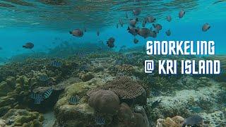 Snorkeling at Kri Island Papua Indonesia| Raja Ampat| healthy coral reefs in Kri Island