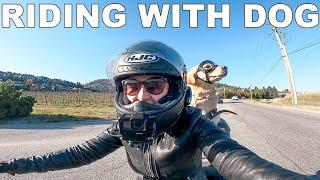 Our First Motorcycle Ride with Large Dog | Golden Retriever on Harley Davidson