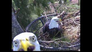 Wildlife Rescue of Dade County Eagle Nest Cam