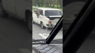 Кабардино-Балкария: ослик едет на приём к ветеринару
