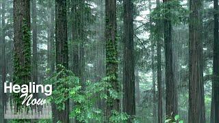 The Freshness of the Forest and Rain Sounds. White Noise for Relieving Stress, Fast Sleep